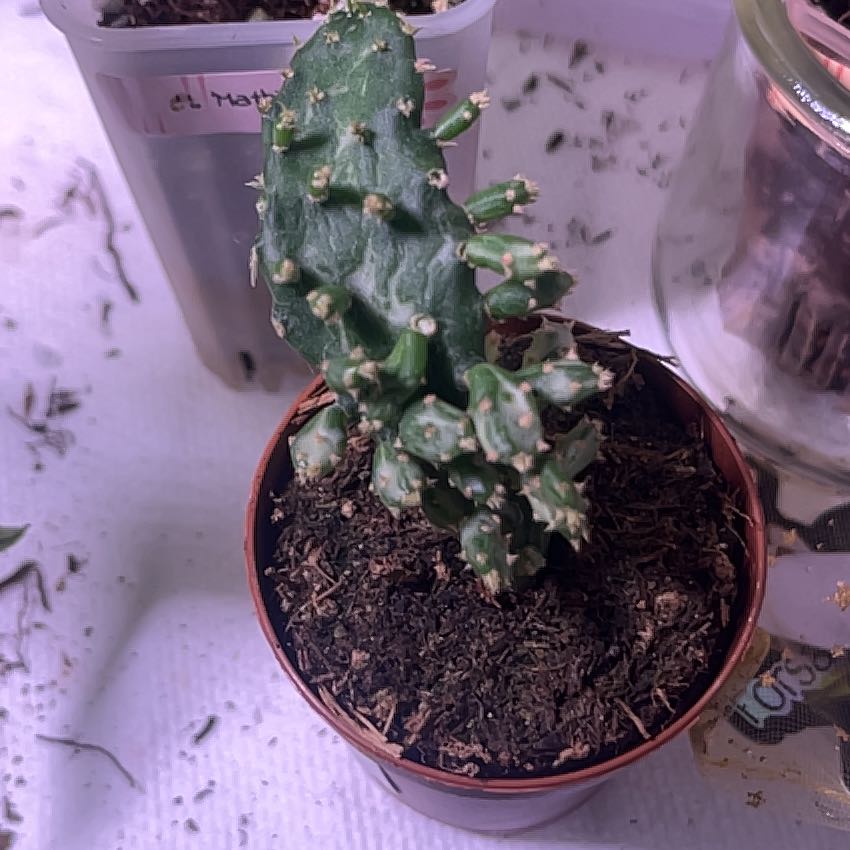 Photo of the plant species Opuntia monacantha f. monstrosa 'Maverick' by @Slyvie named Topgun on Greg, the plant care app