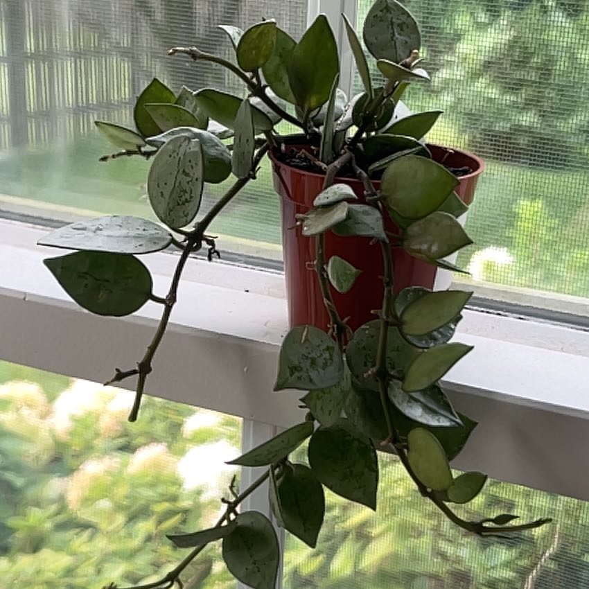 Photo of the plant species Hoya 'Eskimo' by @Slyvie named Delilah on Greg, the plant care app