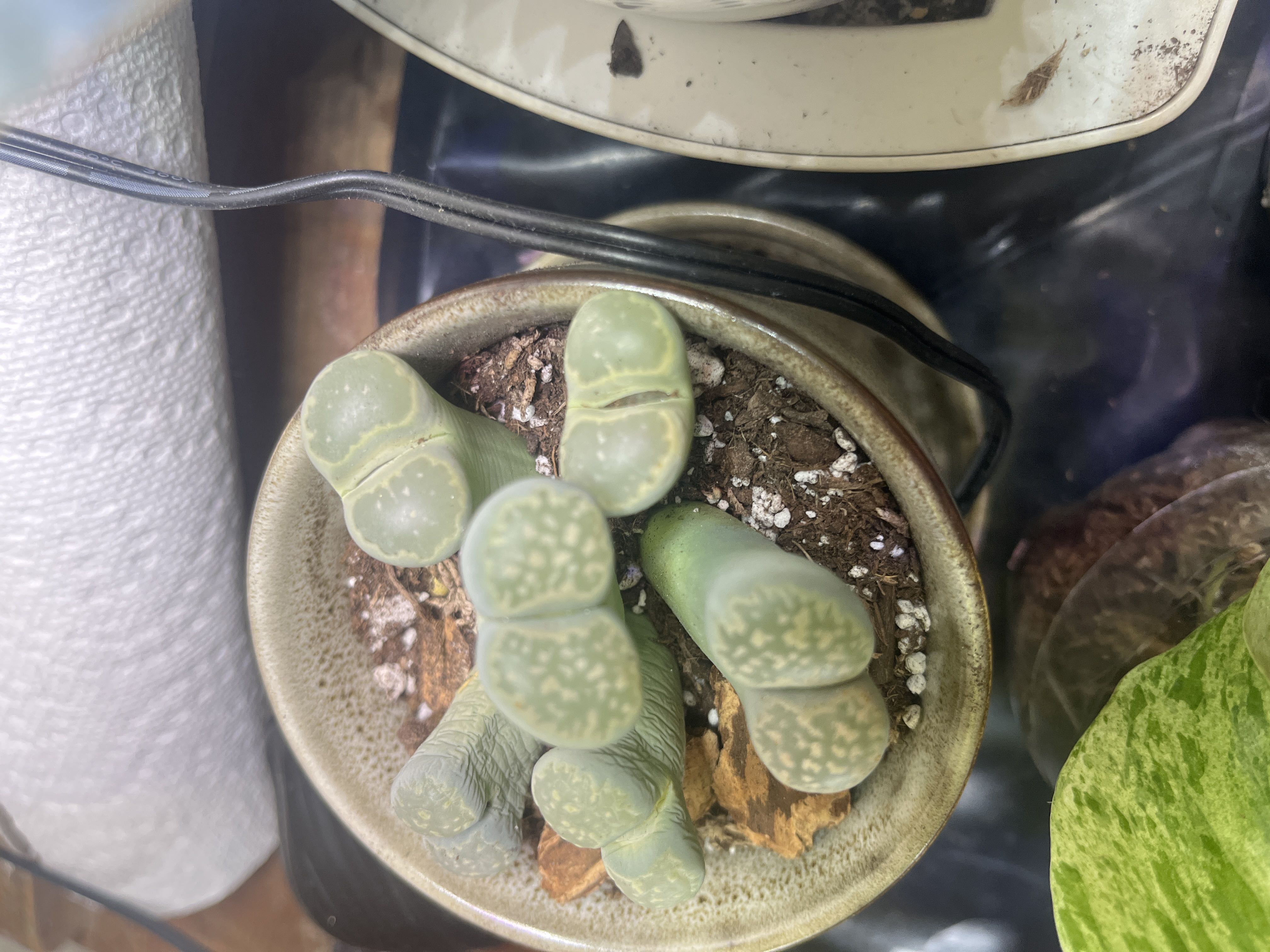 Photo from the post
