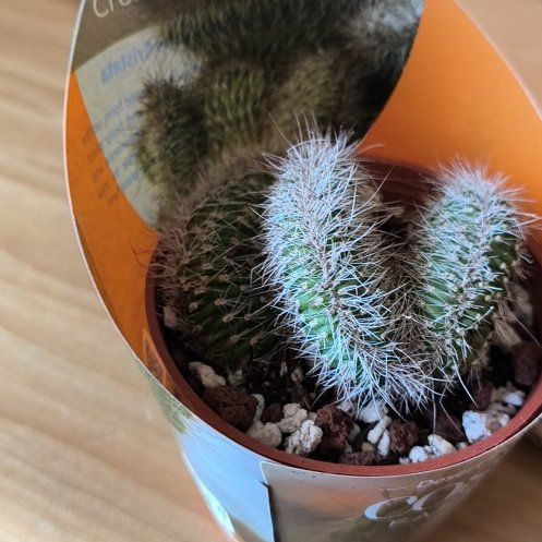 Photo of the plant species Crested Snake Cactus by @RichOnion88 named Kobe on Greg, the plant care app