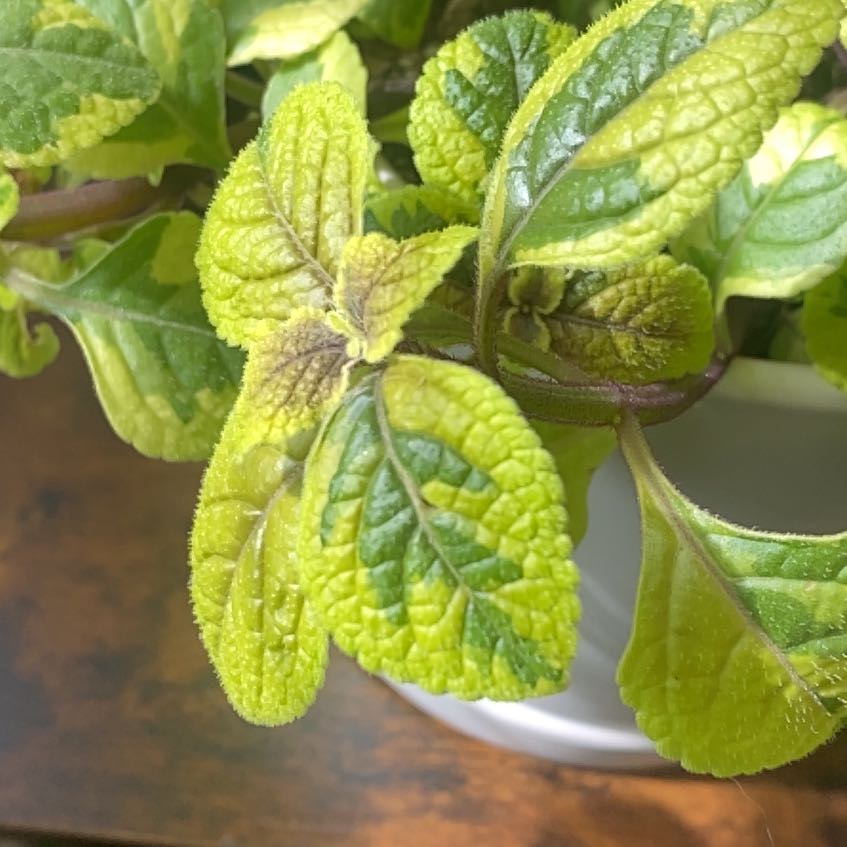 Photo of the plant species Swedish Ivy by @AnewSansevieria named Queen on Greg, the plant care app