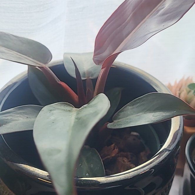 Photo of the plant species Philodendron 'Sun Red' by @RadBushhoya41 named Kobe on Greg, the plant care app