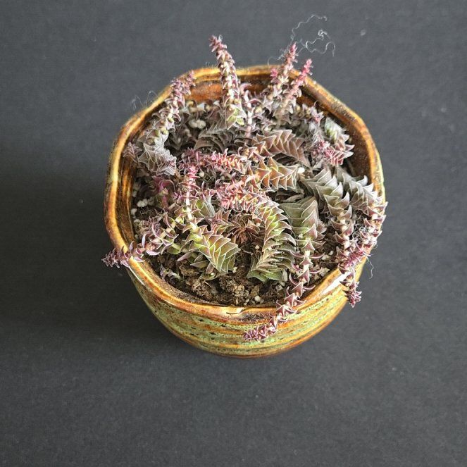 Photo of the plant species Shark Tooth Crassula by @FoxyRye13 named Nithin on Greg, the plant care app