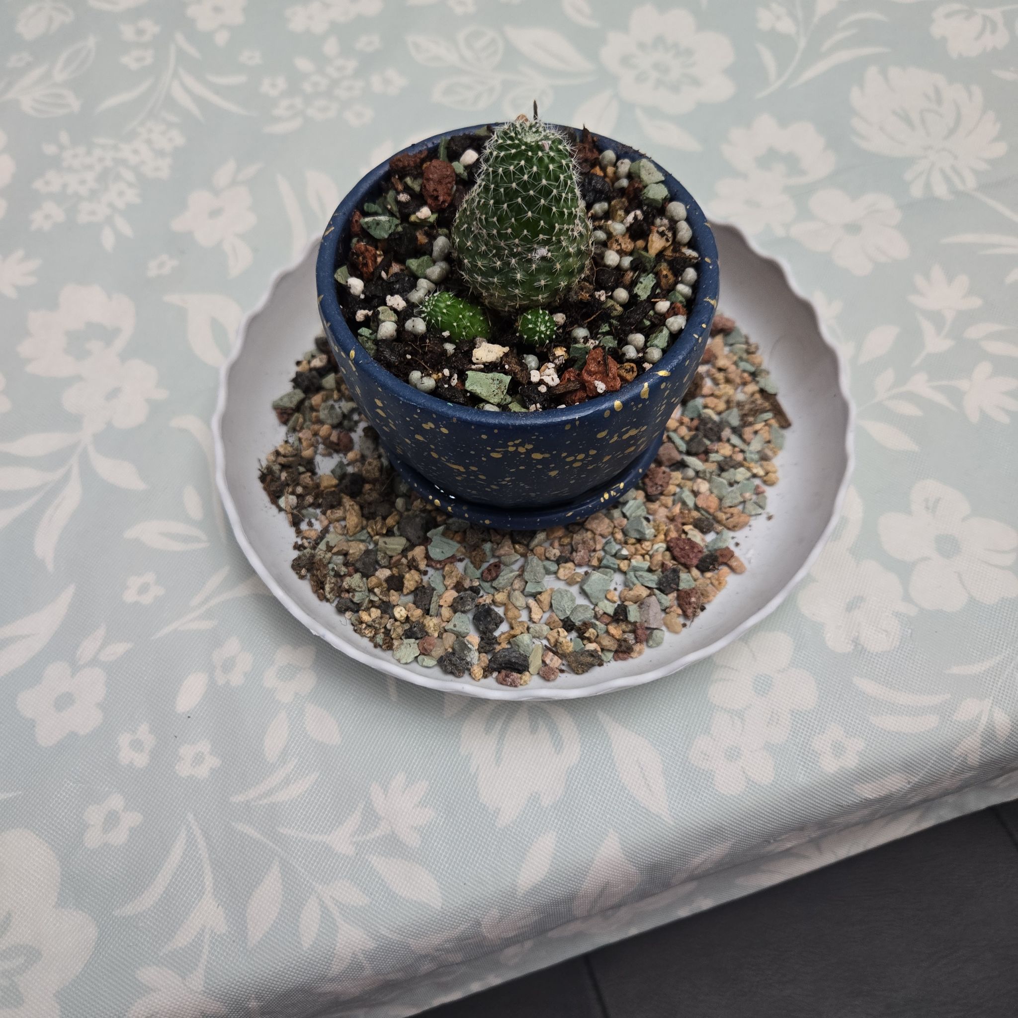Photo of the plant species Assorted Rebutia by @FoxyRye13 named Sahara on Greg, the plant care app