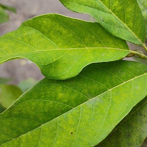 Photo of the plant species Spicebush by @FamousBluegiant named Terra on Greg, the plant care app