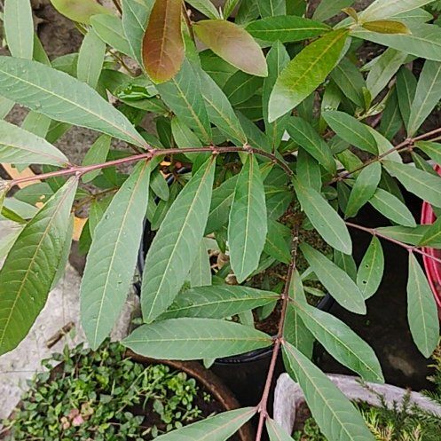 Photo of the plant species Indian Hemp by @FamousBluegiant named Luna on Greg, the plant care app