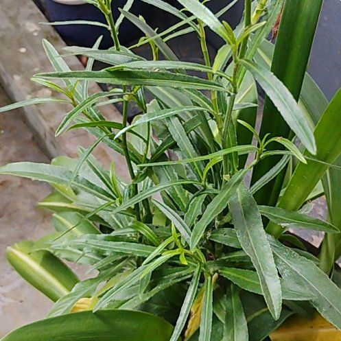Photo of the plant species Orange Jasmine by @FamousBluegiant named Navajo on Greg, the plant care app