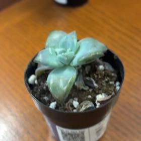 Photo of the plant species Graptopetalum paraguayense 'Real' by @GivingSplitrock named Nithin on Greg, the plant care app