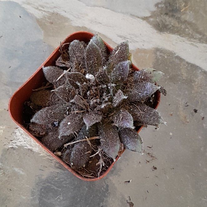 Photo of the plant species Devil's Spineflower by @CasualStrapwort named Hemingway on Greg, the plant care app