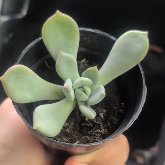 Photo of the plant species Graptoveria 'Moonglow' by @BigDidelta66 named Homer on Greg, the plant care app