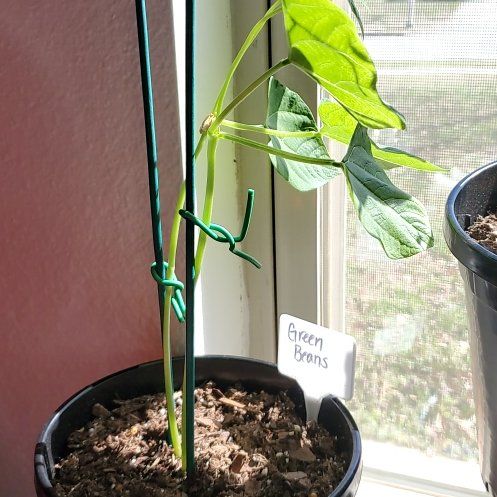Photo of the plant species Big Kahuna Green Beans by @BubblyFicus named Gates on Greg, the plant care app