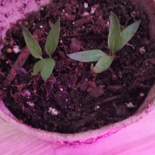 Photo of the plant species Sweet Bell Blend Sweet Pepper by @BubblyFicus named Figyonce on Greg, the plant care app