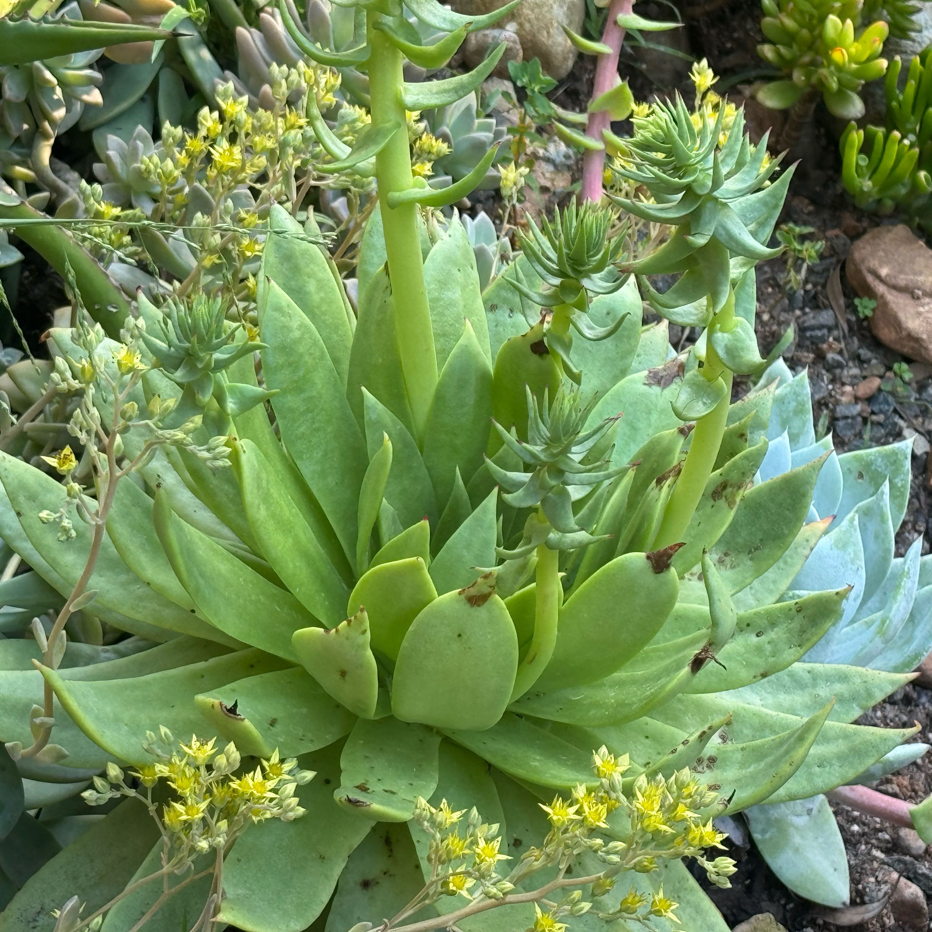 Photo of the plant species Giant Chalk Dudleya by @SmileyCookspine named Delilah on Greg, the plant care app