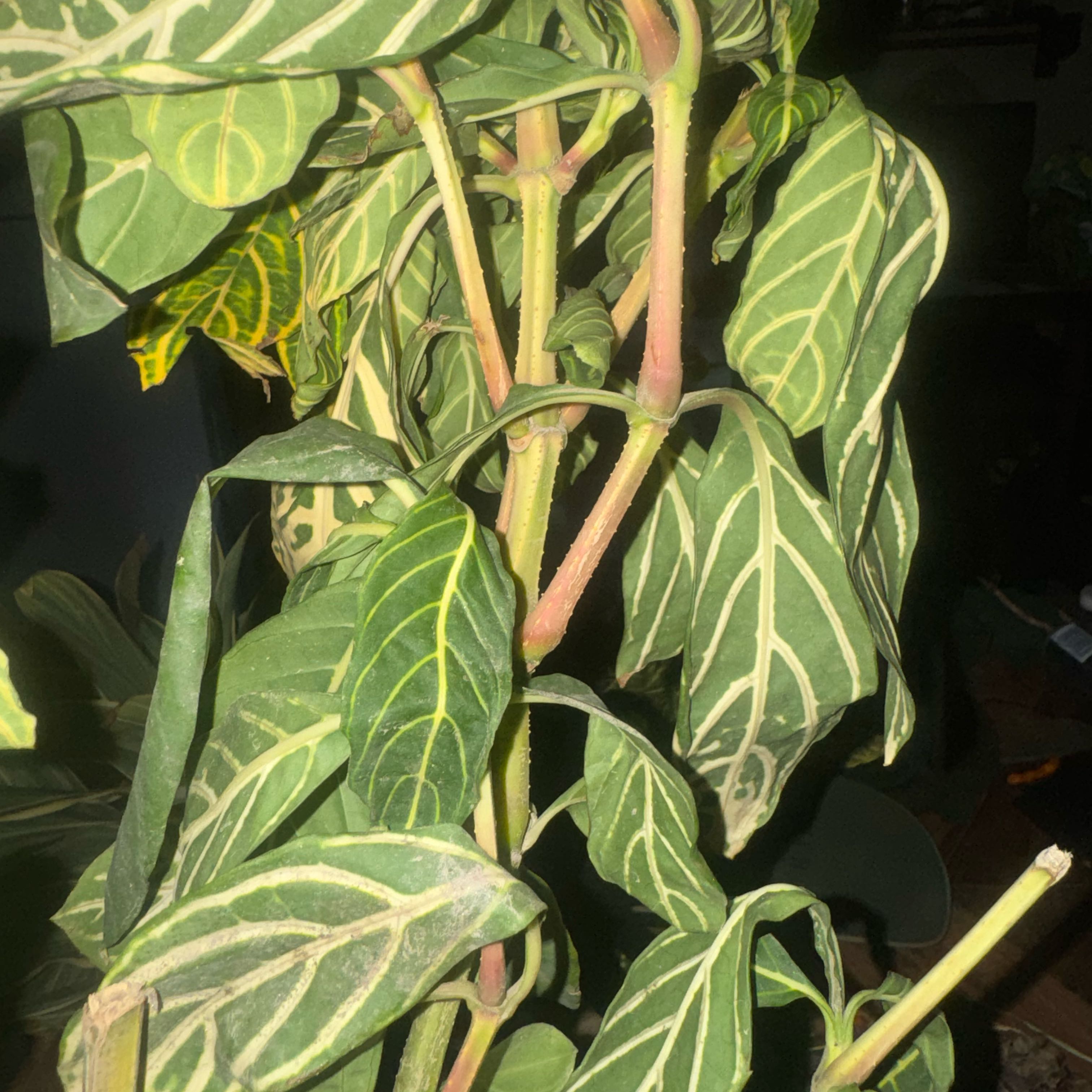 Photo of the plant species Bankesia by @SmileyCookspine named Rainier on Greg, the plant care app