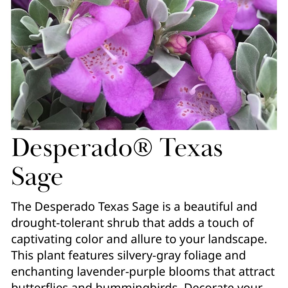 Photo of the plant species Texas Sage 'Desperado' by @HumorousChisme2 named da Vinci on Greg, the plant care app