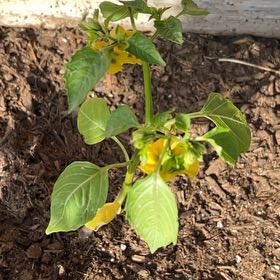 Photo of the plant species Tomatillo 'Super Verde' by @HumorousChisme2 named Muhammad Ali on Greg, the plant care app