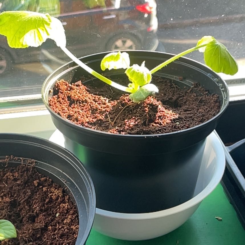 Photo of the plant species Courgette 'Defender' F1 Hybrid by @YesFilbert82 named Gomez on Greg, the plant care app