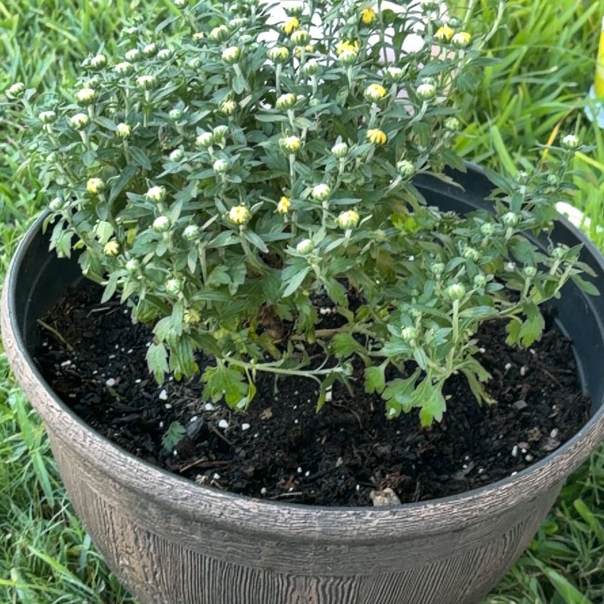 Photo of the plant species Chrysanthemum by @PetAraceae35 named Kardashian on Greg, the plant care app