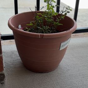 Photo of the plant species Rose by @PetAraceae35 named Pax on Greg, the plant care app