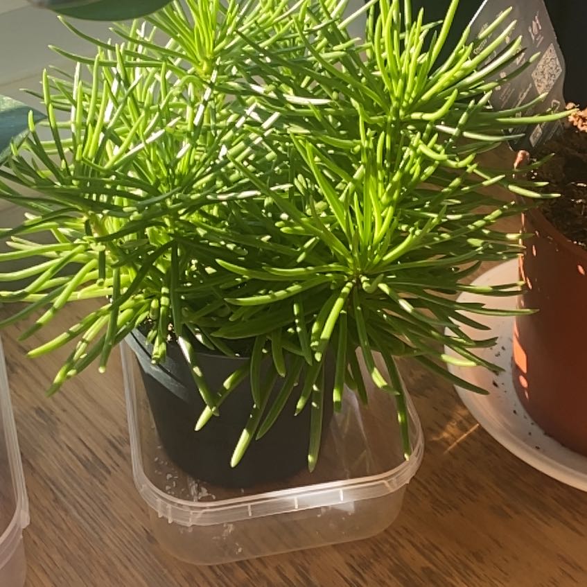 Photo of the plant species Senecio Himalaya by @QueenCastorbean named Mochi on Greg, the plant care app