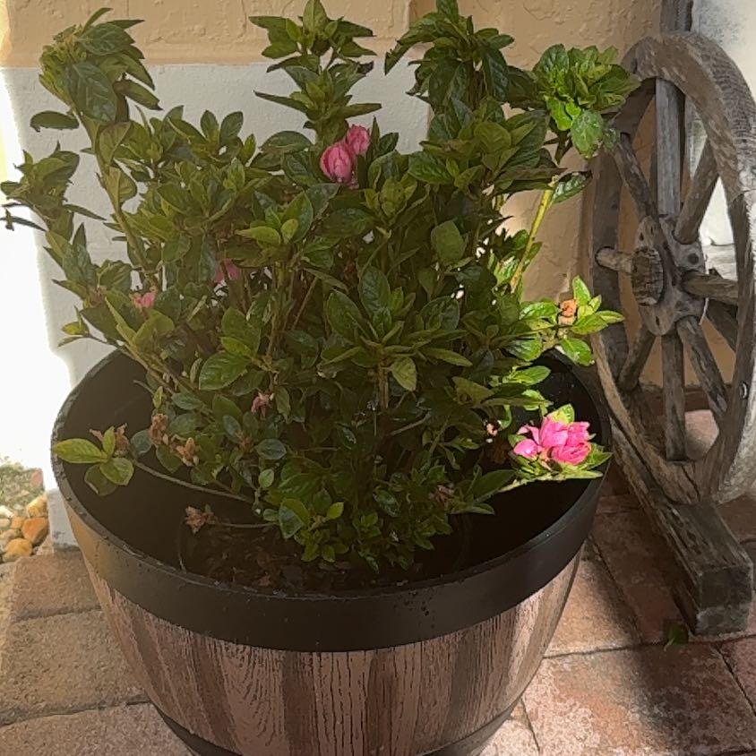 Photo of the plant species Rhododendron Simsii by @SirCuplichen90 named Sol on Greg, the plant care app