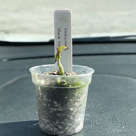 Photo of the plant species Anthurium by @FamedMuhlygrass named Huckleberry Fern on Greg, the plant care app