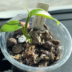 Photo of the plant species Jerry Horne Philodendron by @FamedMuhlygrass named Mochi on Greg, the plant care app