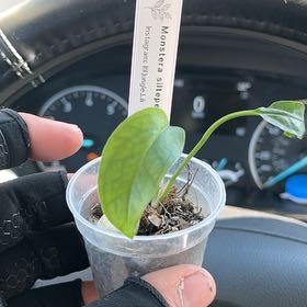 Photo of the plant species monstera siltepecanna by @FamedMuhlygrass named Scarlett on Greg, the plant care app