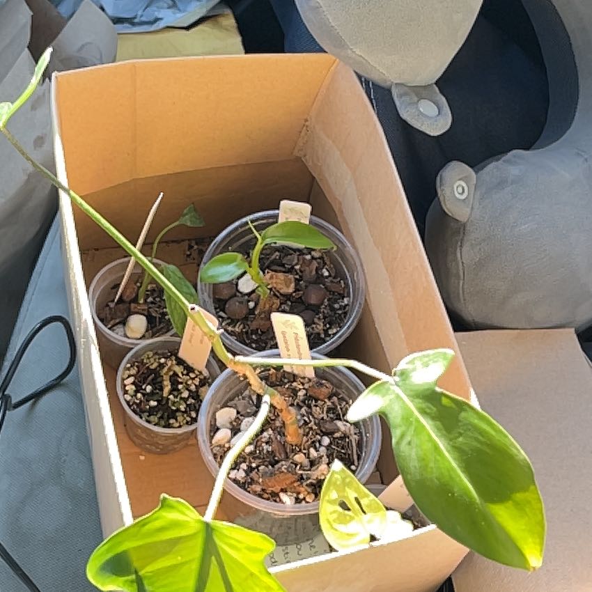 Photo of the plant species Florida green by @FamedMuhlygrass named Nemo on Greg, the plant care app
