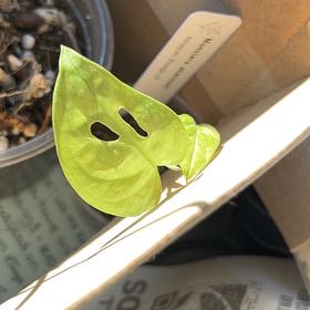 Photo of the plant species Monstera Adansonii Variegated by @FamedMuhlygrass named Tree Diddy on Greg, the plant care app
