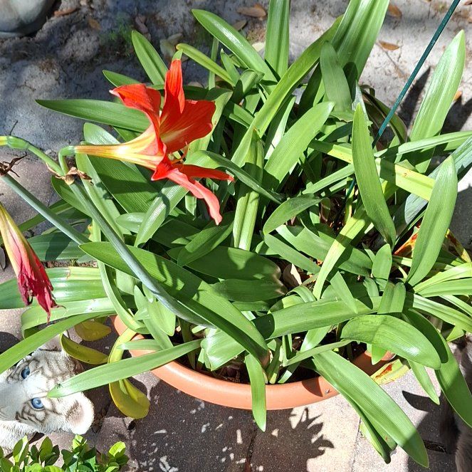 Photo of the plant species Striped Barbados Lily by @YokeWinterheath named Treeyoncé on Greg, the plant care app