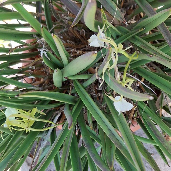 Photo of the plant species Lady of the Night by @YokeWinterheath named Madonna on Greg, the plant care app