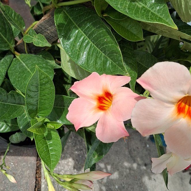 Photo of the plant species Sun Parasol Mandevilla by @YokeWinterheath named Zeus on Greg, the plant care app