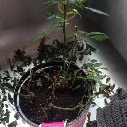 Photo of the plant species Hybrid Rose by @HunkyRaspfern34 named Rosa on Greg, the plant care app