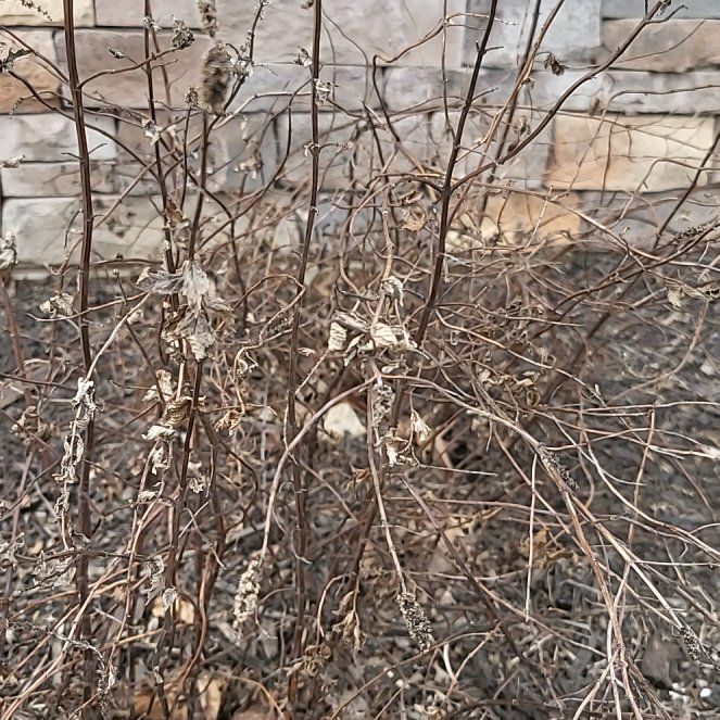 Photo of the plant species Common Snowberry by @SaluteTawa42 named Hemingway on Greg, the plant care app