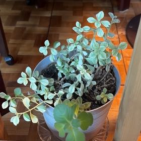 Photo of the plant species Spur Flower Mike's Fuzzy Wuzzy by @TheGreenleaf named LI Little Mikey on Greg, the plant care app