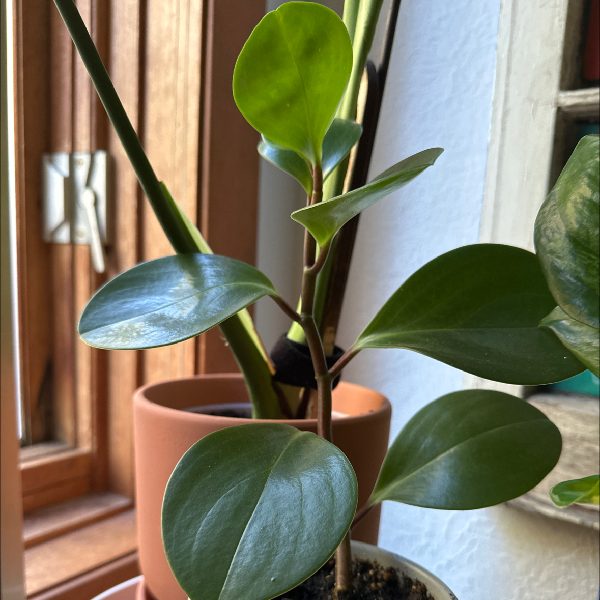 Photo of the plant species Peperomia obtipan by @TheGreenleaf named MR Wall-E on Greg, the plant care app
