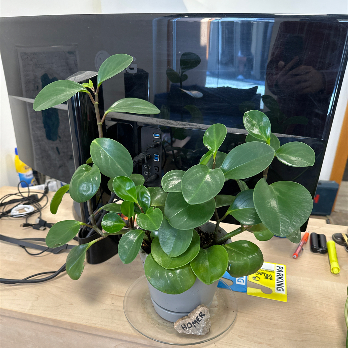 Photo of the plant species Peperomia obtipan by @TheGreenleaf named PV Homer on Greg, the plant care app
