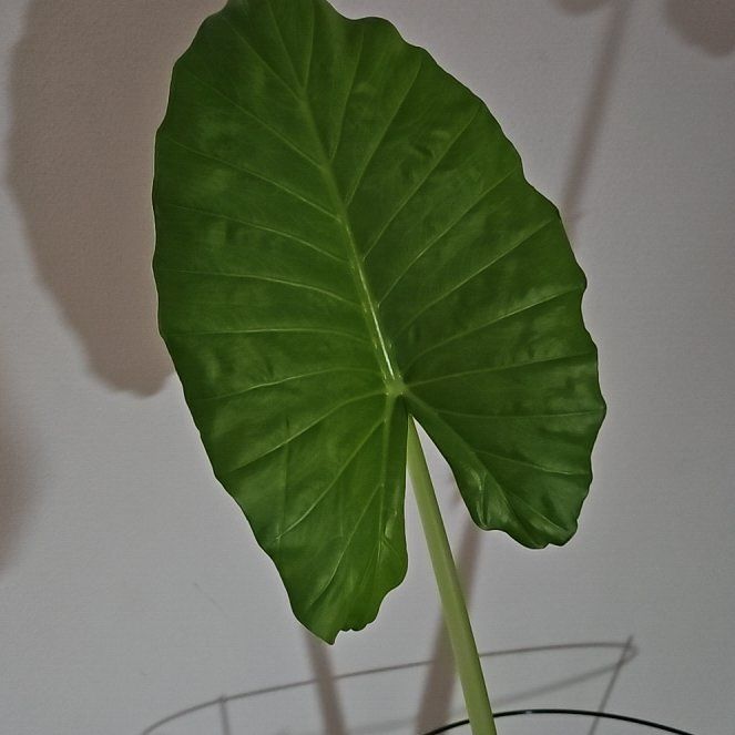 Photo of the plant species Variegated Alocasia Odora by @NovelMango75 named Marilyn on Greg, the plant care app