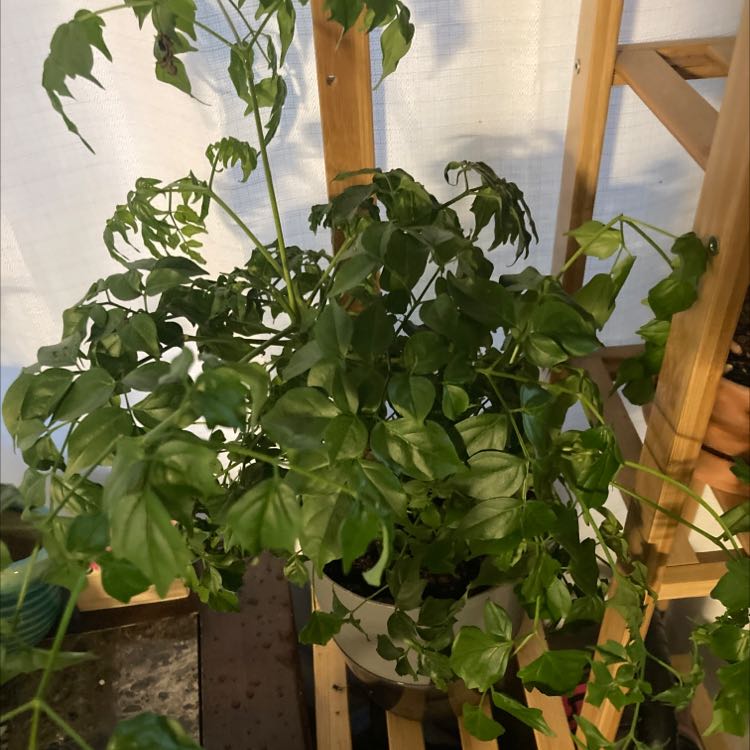 🥀 Why Are My China Doll Plant Leaves Droopy?