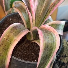 Photo of the plant species Mangave 'Snow Leopard' by @ZippyCowparsnip named Curie on Greg, the plant care app