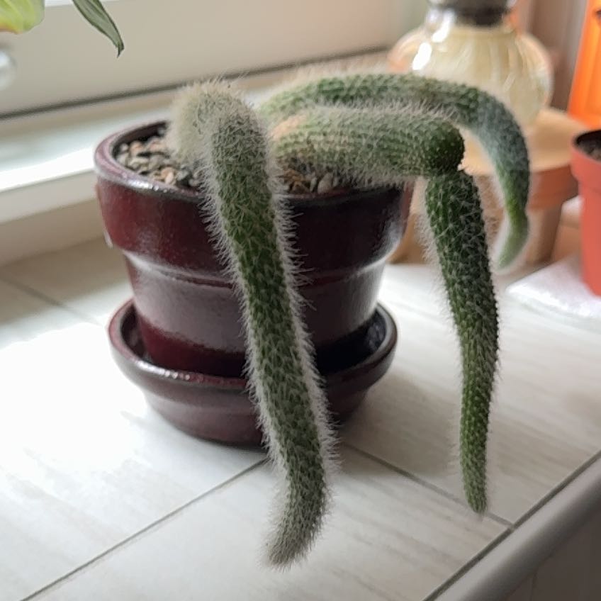 Photo of the plant species Fox Tail Cactus by @ReliableCobnut named Cyrus on Greg, the plant care app