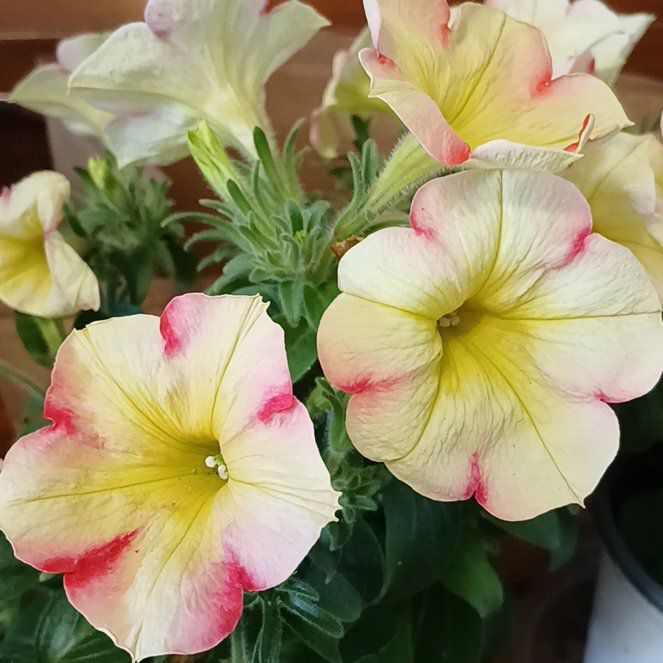 Photo of the plant species Petunia 'Crazytunia Frisky Orange' by @VonaLove87 named Laela on Greg, the plant care app
