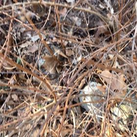 Photo of the plant species Common Snowberry by @YoungBroomsedge named Messi on Greg, the plant care app