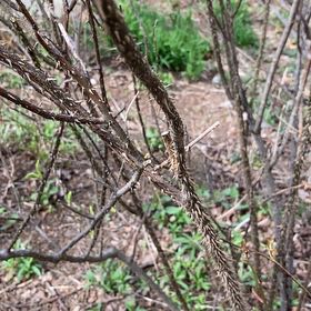 Photo of the plant species Siberian Peashrub by @YoungBroomsedge named Hemingway on Greg, the plant care app