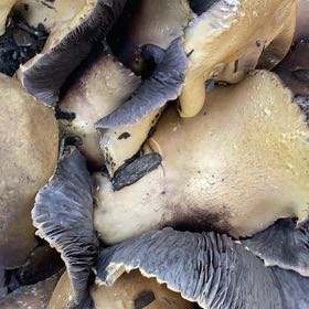 Photo of the plant species Elephant Foot Yam by @YoungBroomsedge named Terra on Greg, the plant care app