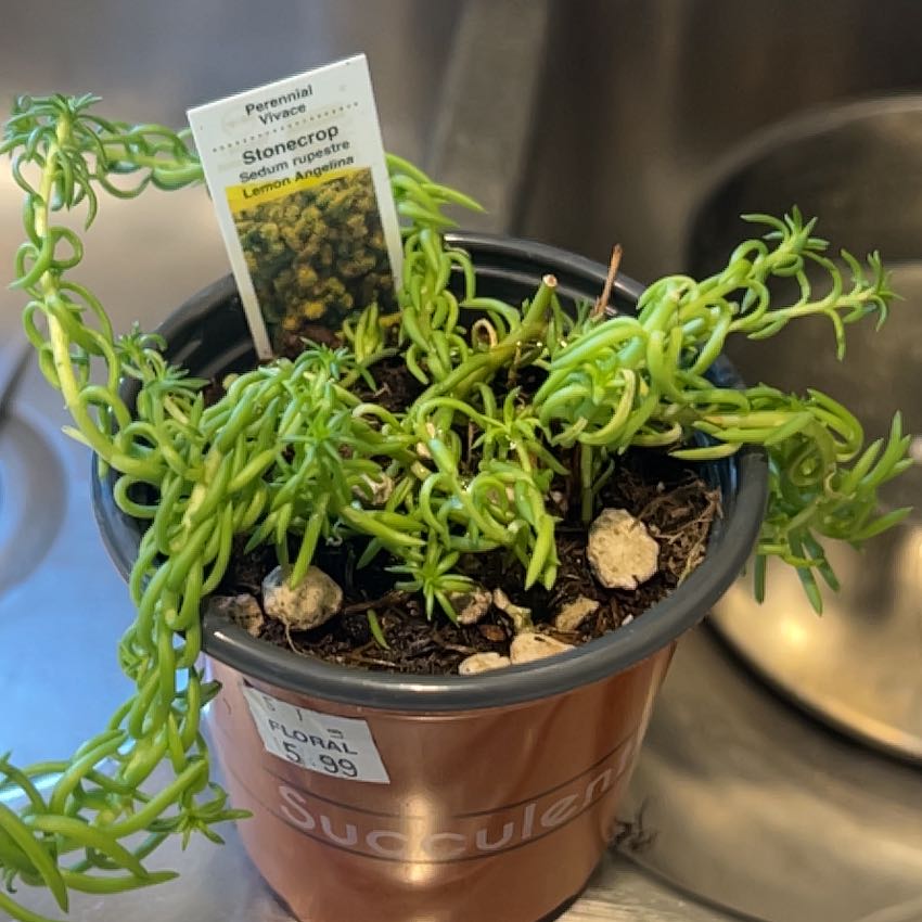 Photo of the plant species Annual Stonecrop by @MeekSmearwort86 named Willow on Greg, the plant care app