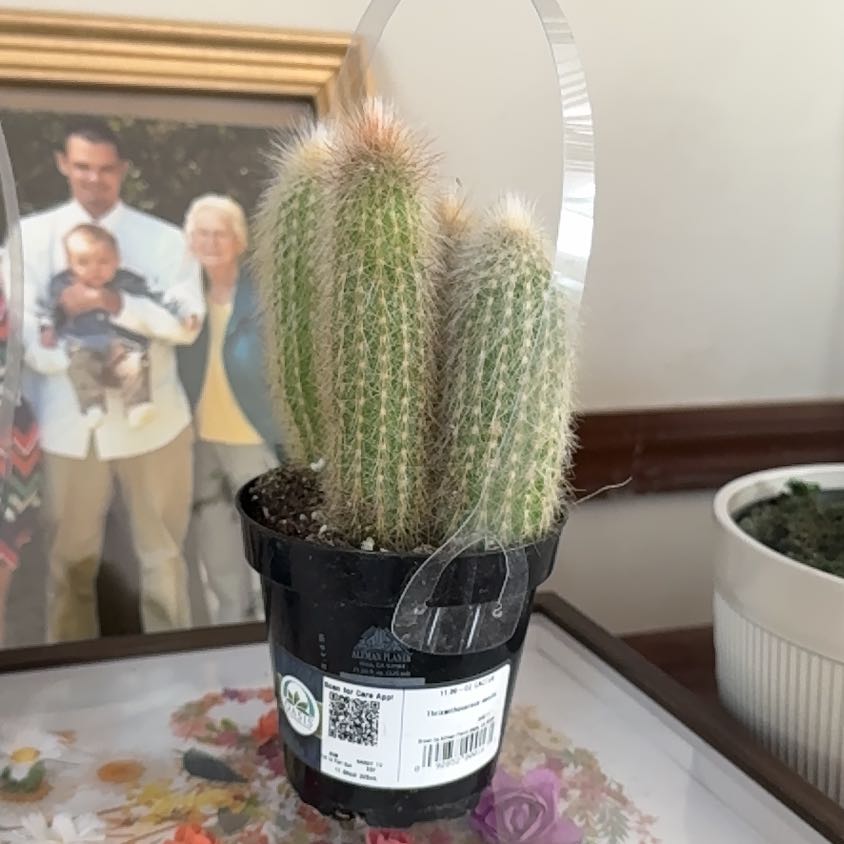 Photo of the plant species Asst cacti by @ChicWavycap87 named Daphne on Greg, the plant care app