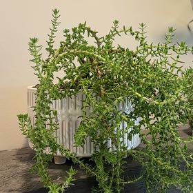 Photo of the plant species Crassula schimperi by @SultryLemontree named Einstein on Greg, the plant care app