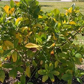 Photo of the plant species Gardenia by @ChampPinoak26 named Sir Plancelot on Greg, the plant care app